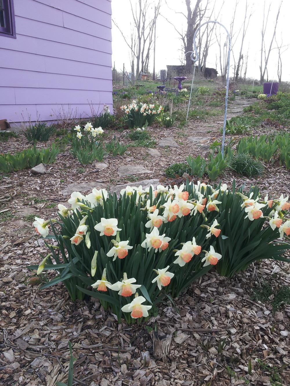 Bulbs forum: Daffodils 2015 show us your photos! National Gardening 