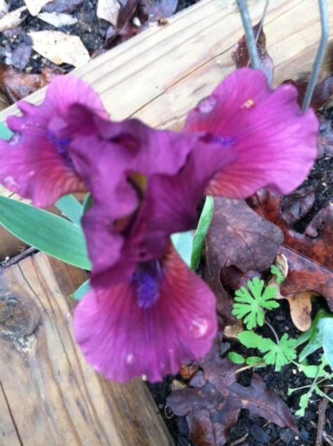 Photo of Standard Dwarf Bearded Iris (Iris 'Bowl of Cherries') uploaded by grannysgarden
