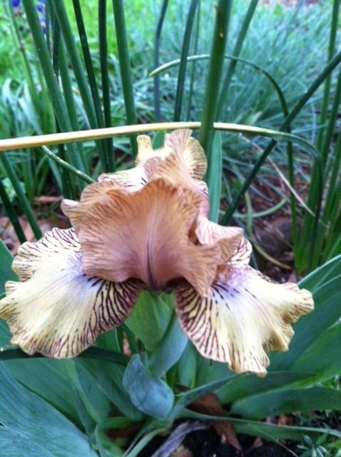 Photo of Standard Dwarf Bearded Iris (Iris 'Irish Harp') uploaded by grannysgarden