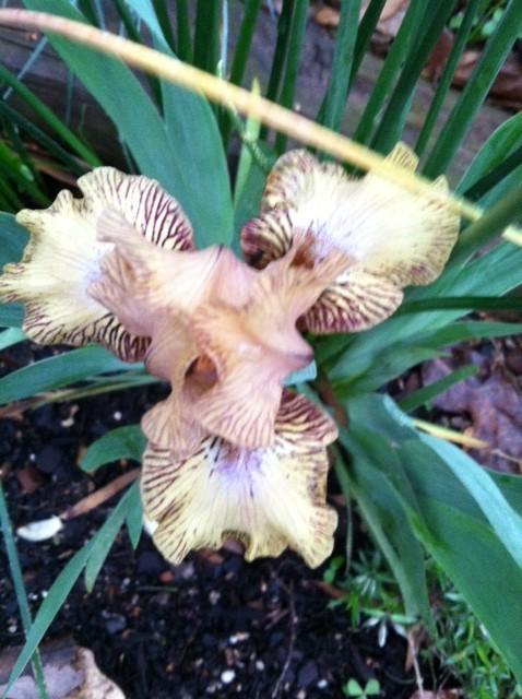 Photo of Standard Dwarf Bearded Iris (Iris 'Irish Harp') uploaded by grannysgarden