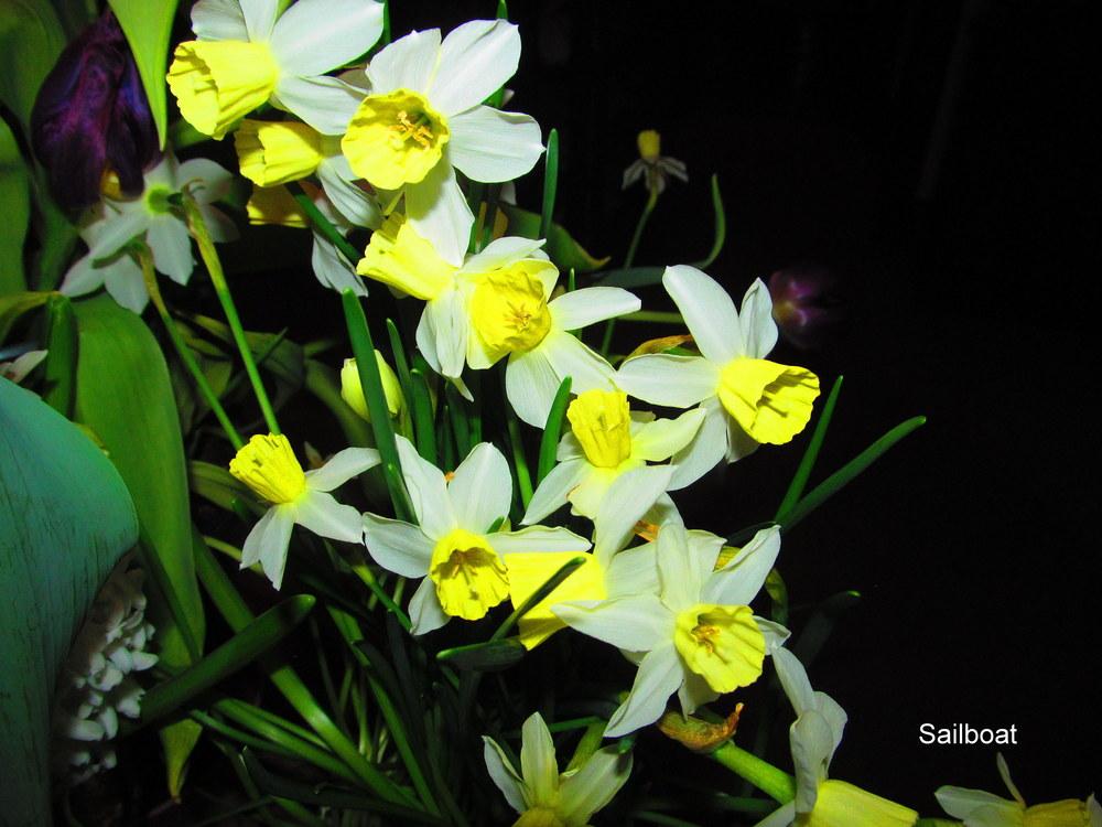 Photo of Jonquilla Daffodil (Narcissus 'Sailboat') uploaded by jmorth