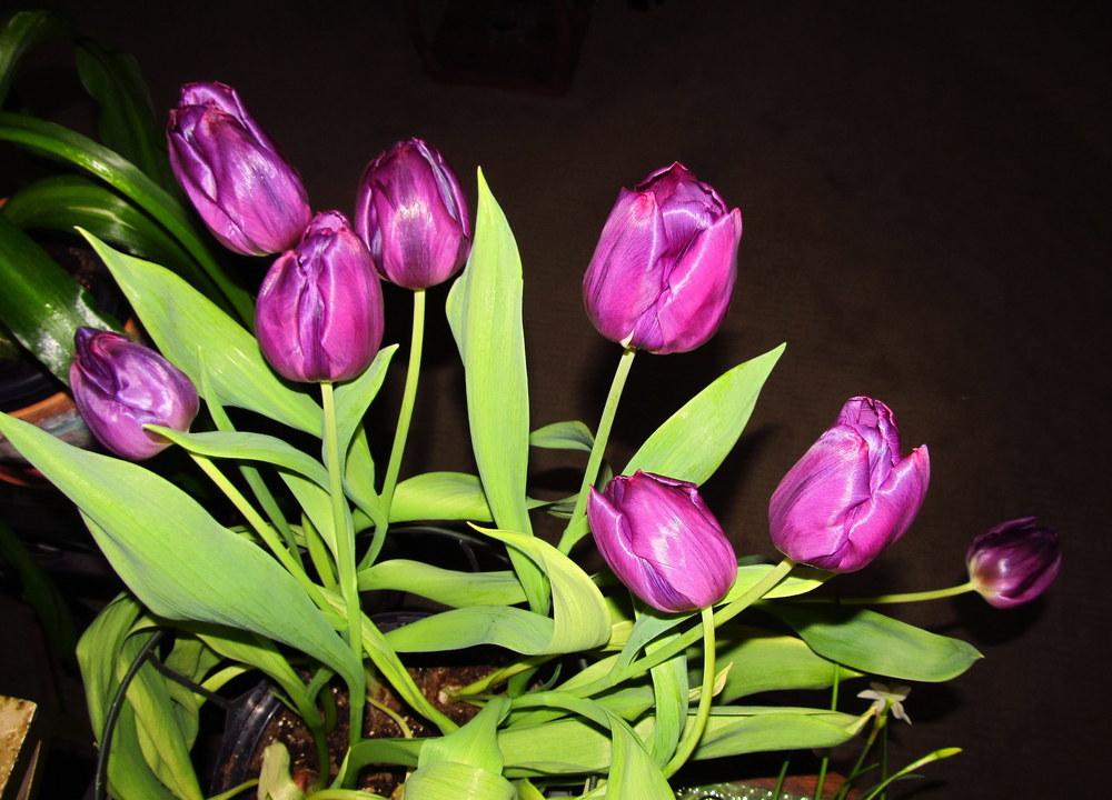 Photo of Single Early Tulip (Tulipa 'Purple Prince') uploaded by jmorth