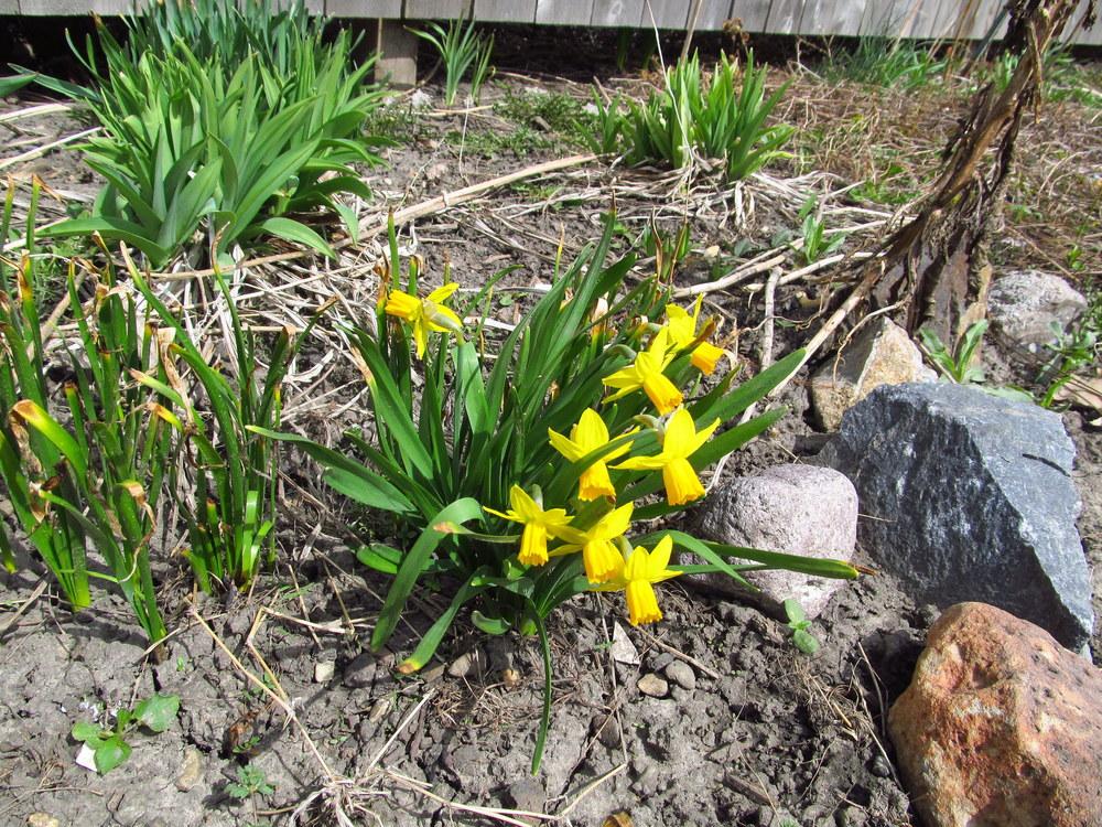 Photo of Daffodil (Narcissus 'Tete-a-Tete') uploaded by jmorth