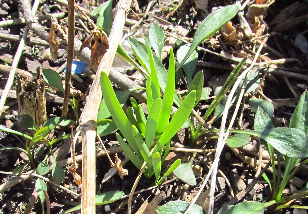 Photo of Hyacinths (Hyacinthus) uploaded by jmorth