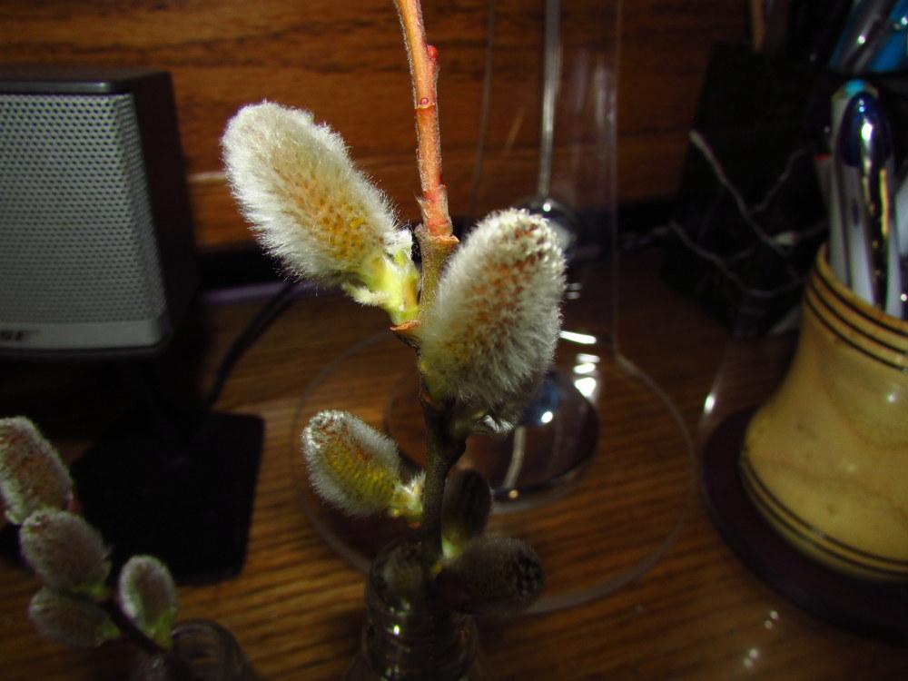 Photo of Willow (Salix) uploaded by jmorth