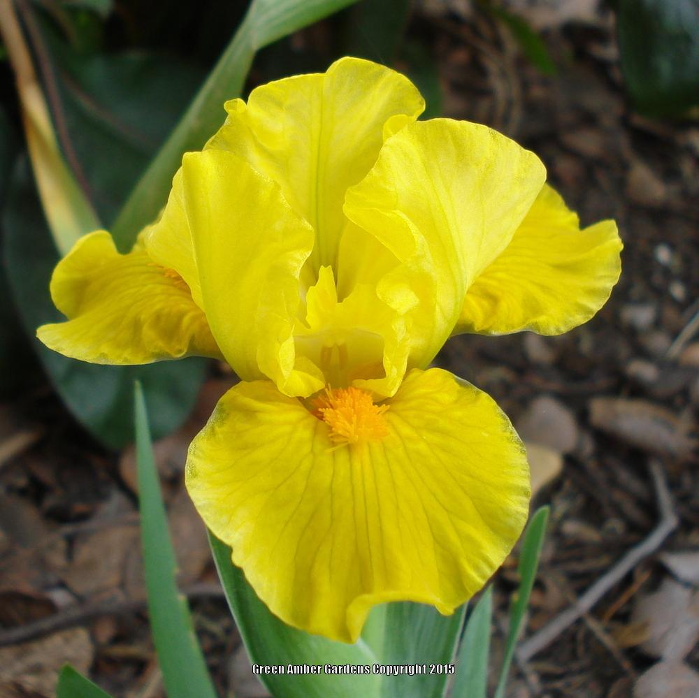 Photo of Standard Dwarf Bearded Iris (Iris 'Scream') uploaded by lovemyhouse