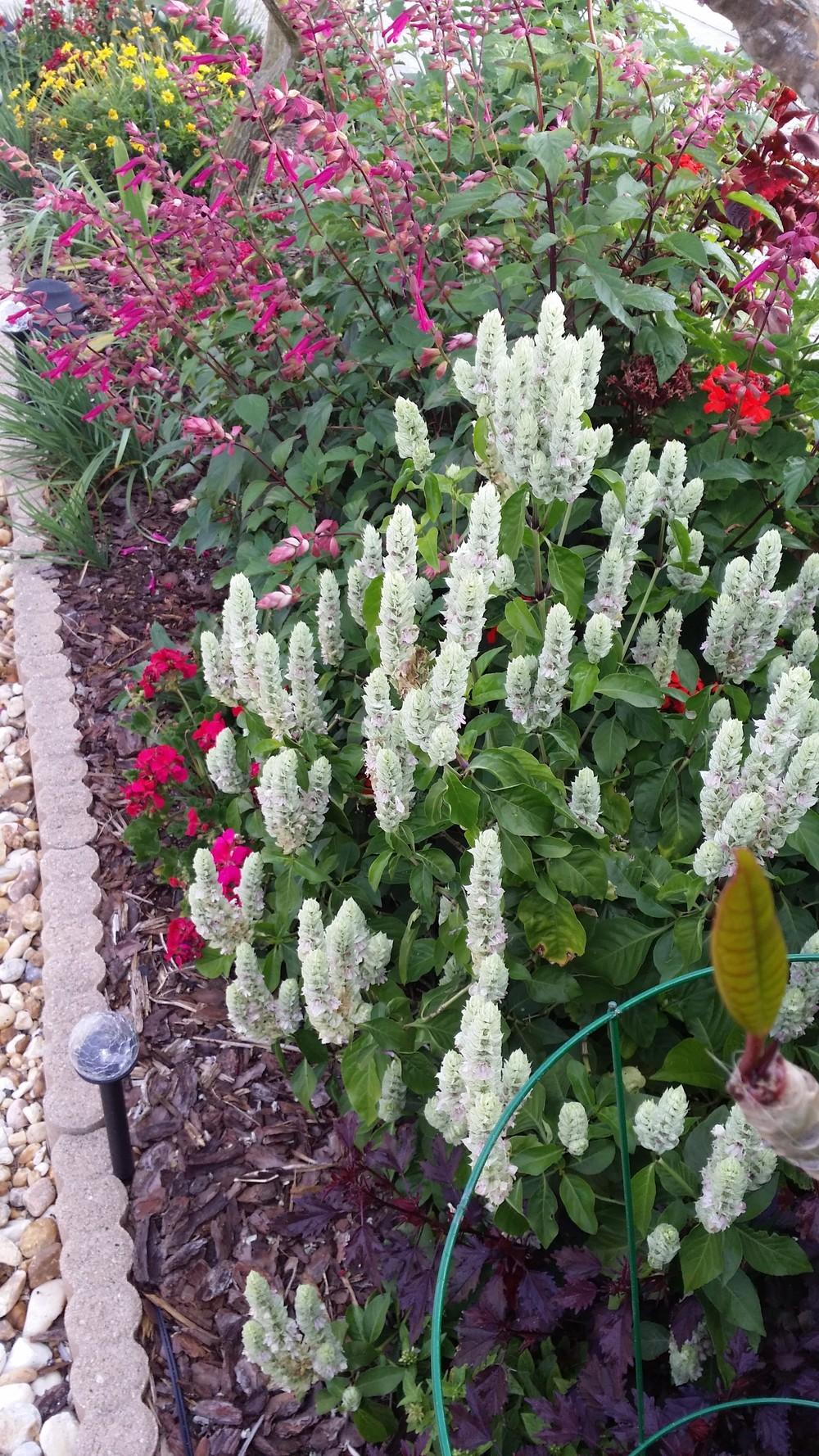 Photo of White Shrimp Plant (Justicia betonica) uploaded by orchidgal