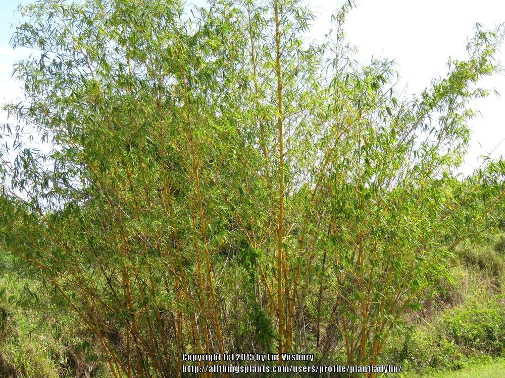 Photo of Bamboo (Bambusa) uploaded by plantladylin