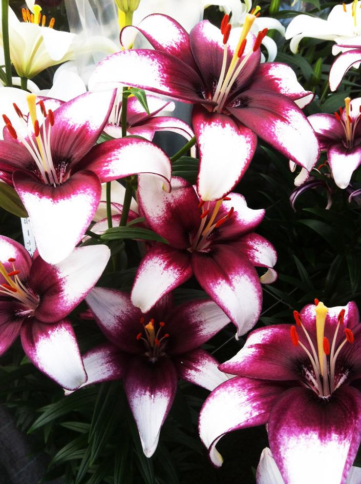 Photo of Lily (Lilium 'Dixie Jazz') uploaded by Calif_Sue
