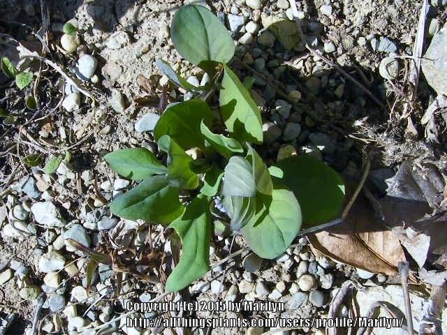 Photo of Virginia Bluebells (Mertensia virginica) uploaded by Marilyn
