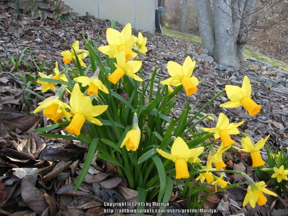 Photo of Daffodils (Narcissus) uploaded by Marilyn