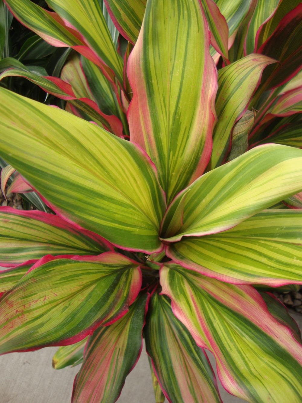 Photo of Ti Plant (Cordyline fruticosa 'Kiwi') uploaded by Paul2032