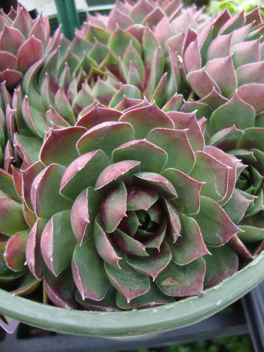 Photo of Hen and Chicks (Sempervivum 'Silver King') uploaded by Paul2032