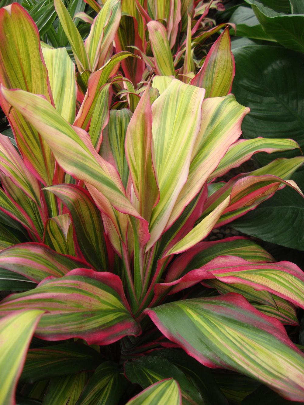 Photo of Ti Plant (Cordyline fruticosa 'Kiwi') uploaded by Paul2032