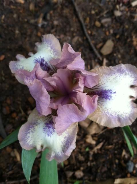 Photo of Standard Dwarf Bearded Iris (Iris 'Cup of Joy') uploaded by grannysgarden