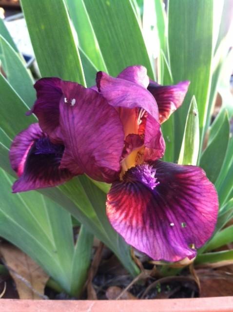 Photo of Standard Dwarf Bearded Iris (Iris 'Pumpin' Iron') uploaded by grannysgarden