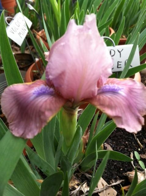 Photo of Standard Dwarf Bearded Iris (Iris 'Candy Dancer') uploaded by grannysgarden