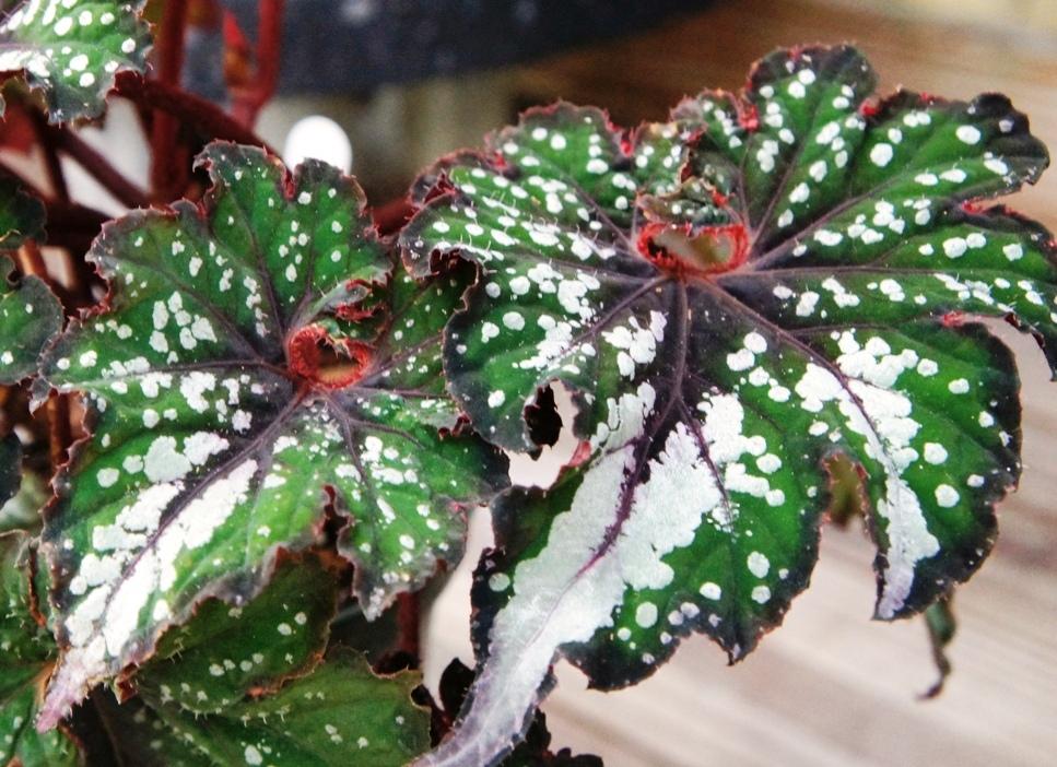 Photo of Begonia 'Frances Valentine' uploaded by skylark