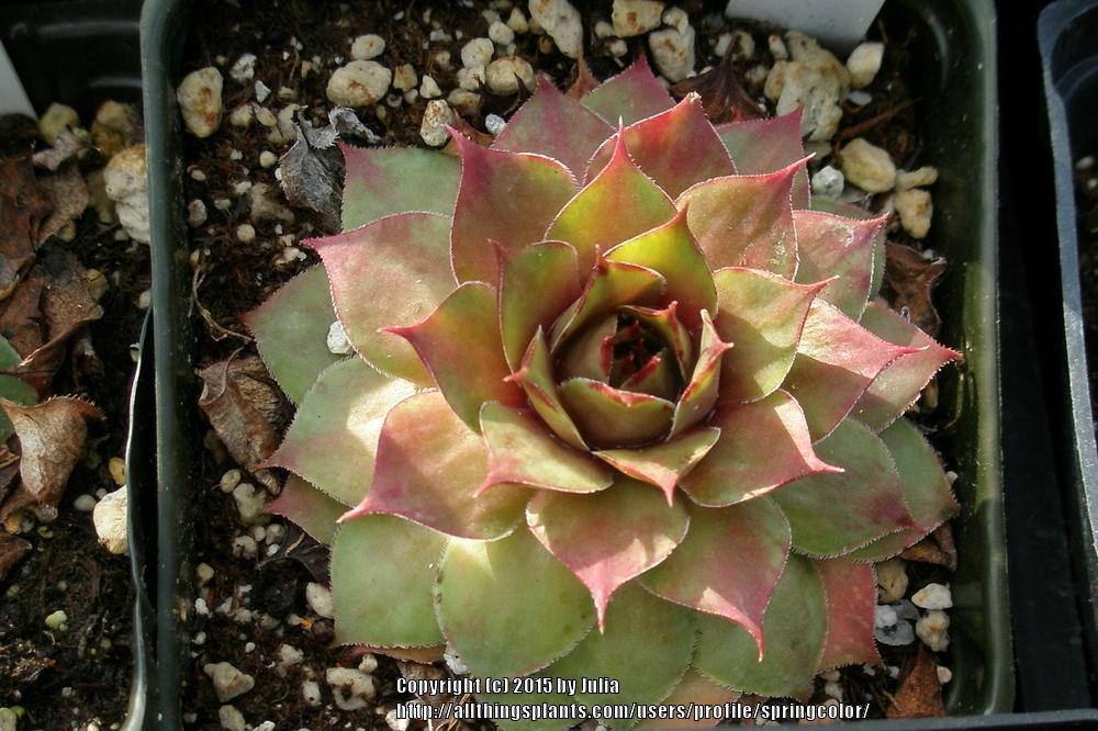 Photo of Hen and Chicks (Sempervivum 'Summerwine') uploaded by springcolor