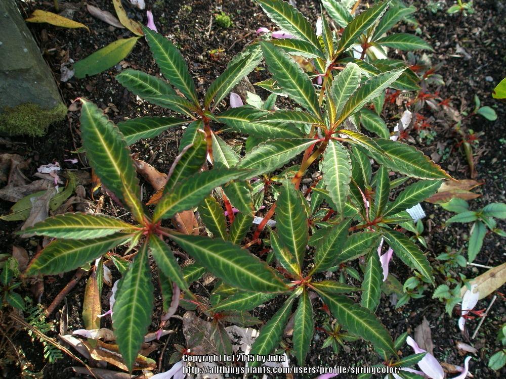 Photo of Hardy Impatiens (Impatiens omeiana) uploaded by springcolor