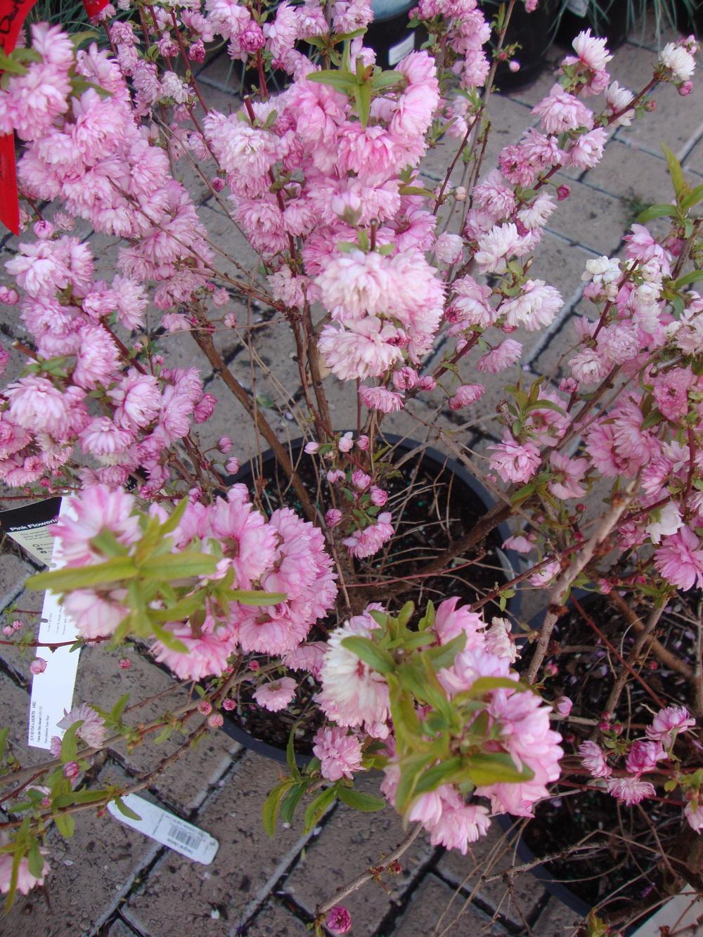 Photo of Flowering Almond (Prunus triloba) uploaded by Paul2032