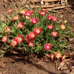 Location: southeast alabama zone 8
Date: 2015-04-02
Fire Ice Plant in early April