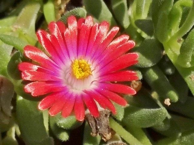 Photo of Ice Plant (Delosperma) uploaded by Sheridragonfly