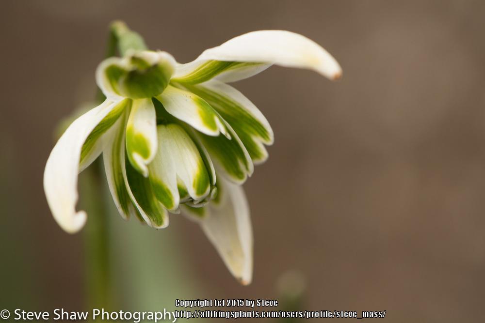 Photo of Snowdrop (Galanthus nivalis 'Blewbury Tart') uploaded by steve_mass