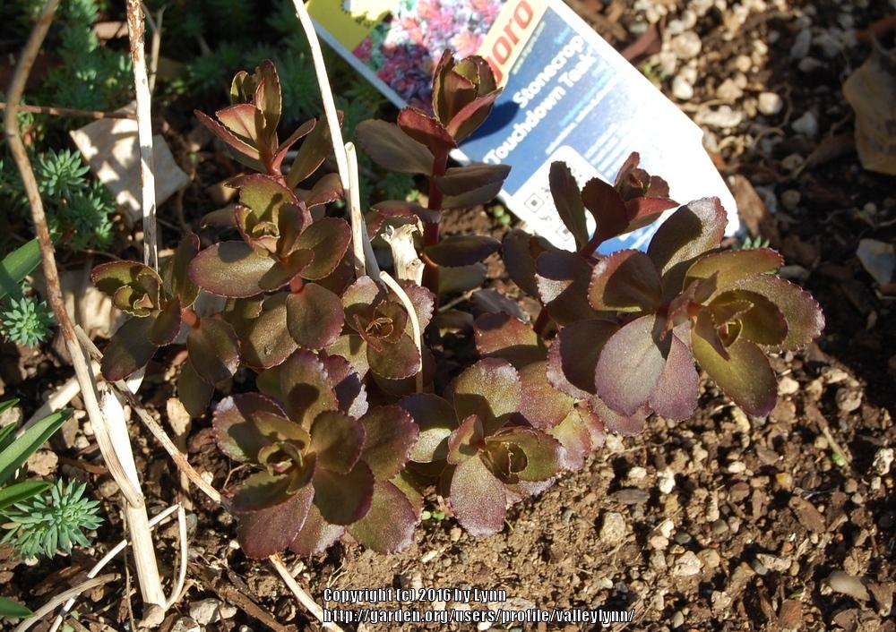Photo of Sedum (Hylotelephium telephium subsp. telephium Touchdown™ Teak) uploaded by valleylynn