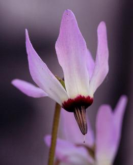 Photo of Island Shooting Star (Dodecatheon clevelandii subsp. insulare) uploaded by Calif_Sue