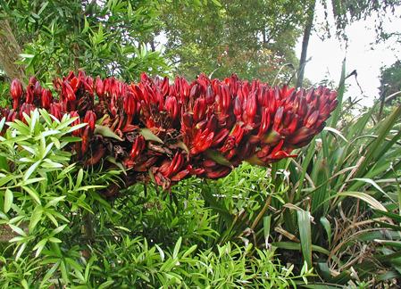 Photo of Spear Lily (Doryanthes palmeri) uploaded by Calif_Sue