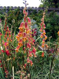 Photo of Willow Leaf Foxglove (Digitalis obscura) uploaded by Calif_Sue