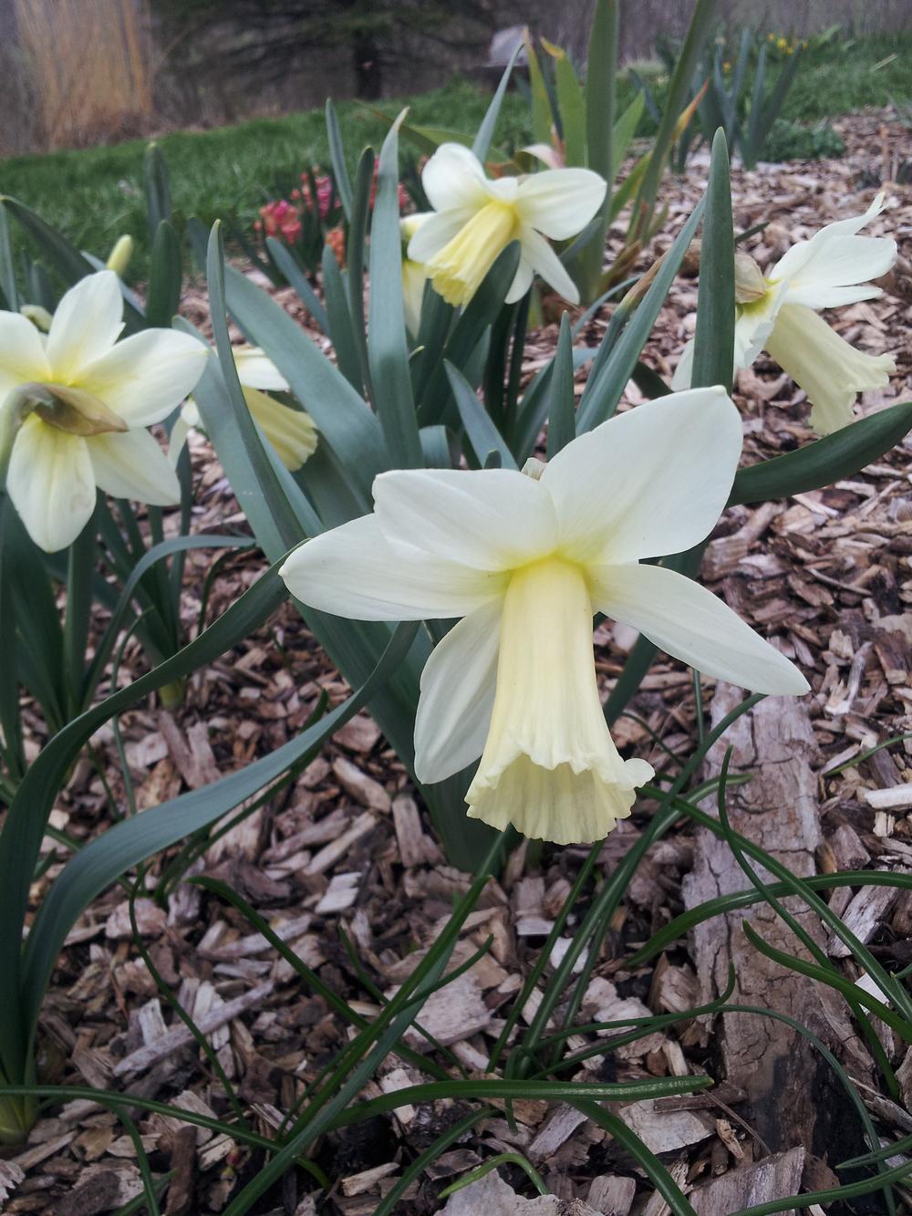 Photo of Trumpet Daffodil (Narcissus 'Beersheba') uploaded by gemini_sage