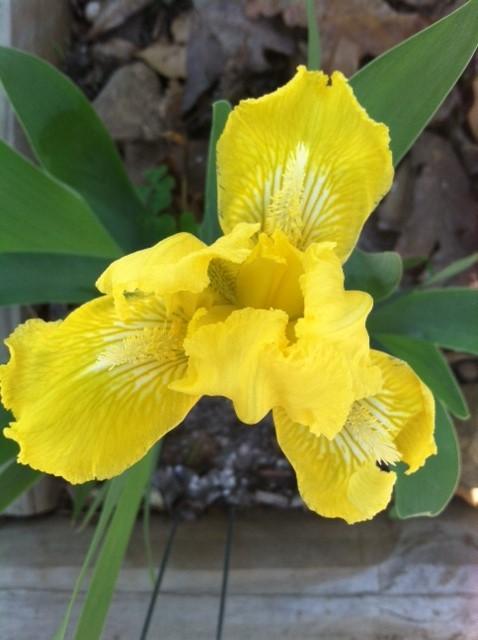 Photo of Standard Dwarf Bearded Iris (Iris 'Laced Lemonade') uploaded by grannysgarden