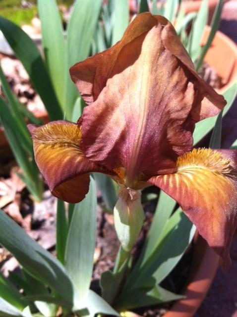 Photo of Standard Dwarf Bearded Iris (Iris 'Drambuie') uploaded by grannysgarden