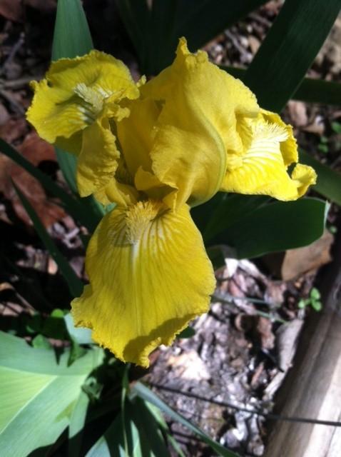 Photo of Standard Dwarf Bearded Iris (Iris 'Laced Lemonade') uploaded by grannysgarden