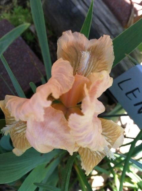 Photo of Standard Dwarf Bearded Iris (Iris 'Lenna M') uploaded by grannysgarden