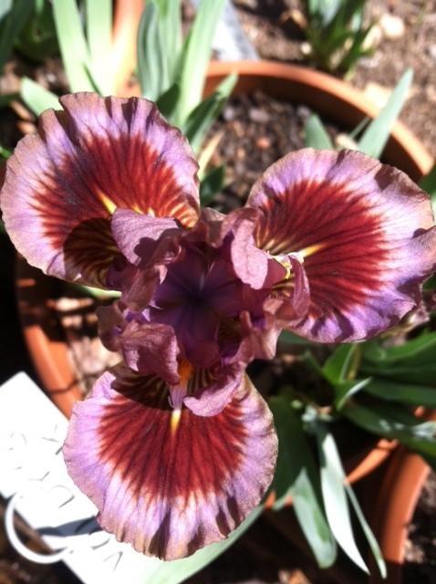 Photo of Standard Dwarf Bearded Iris (Iris 'Voldy's Mink') uploaded by grannysgarden