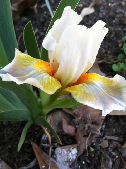 Photo of Standard Dwarf Bearded Iris (Iris 'Lumalite') uploaded by grannysgarden