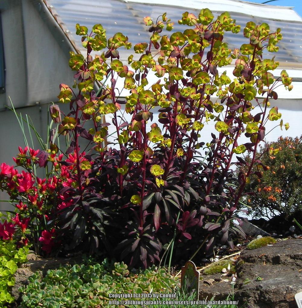 Photo of Wood Spurge (Euphorbia amygdaloides Ruby Glow) uploaded by pardalinum