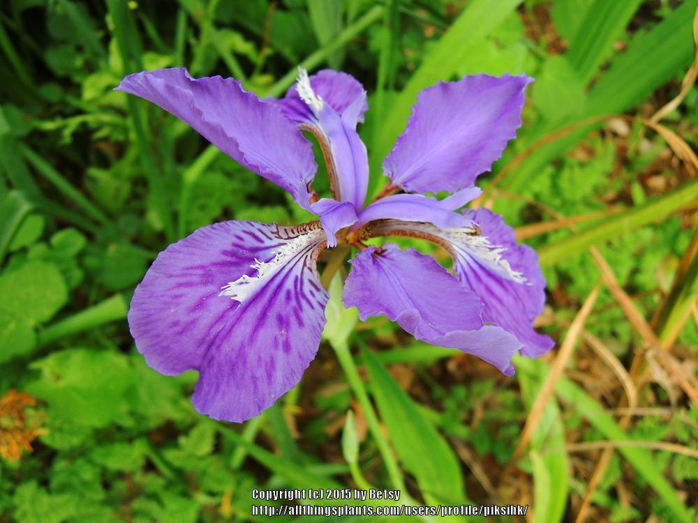 Photo of Species Iris (Iris tectorum) uploaded by piksihk