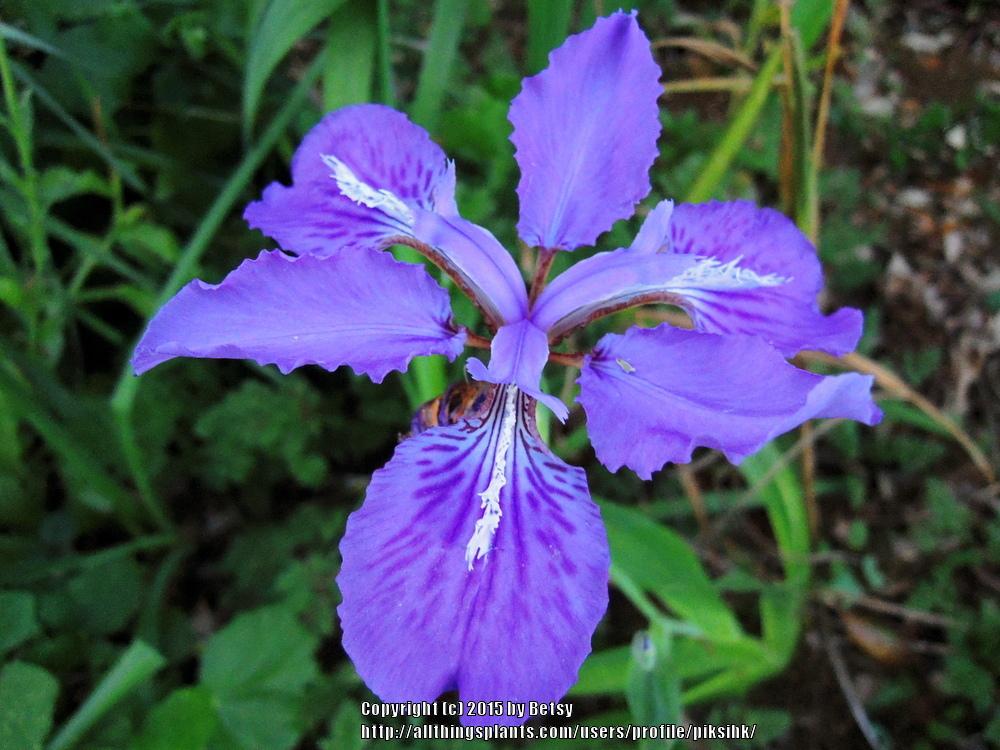 Photo of Species Iris (Iris tectorum) uploaded by piksihk