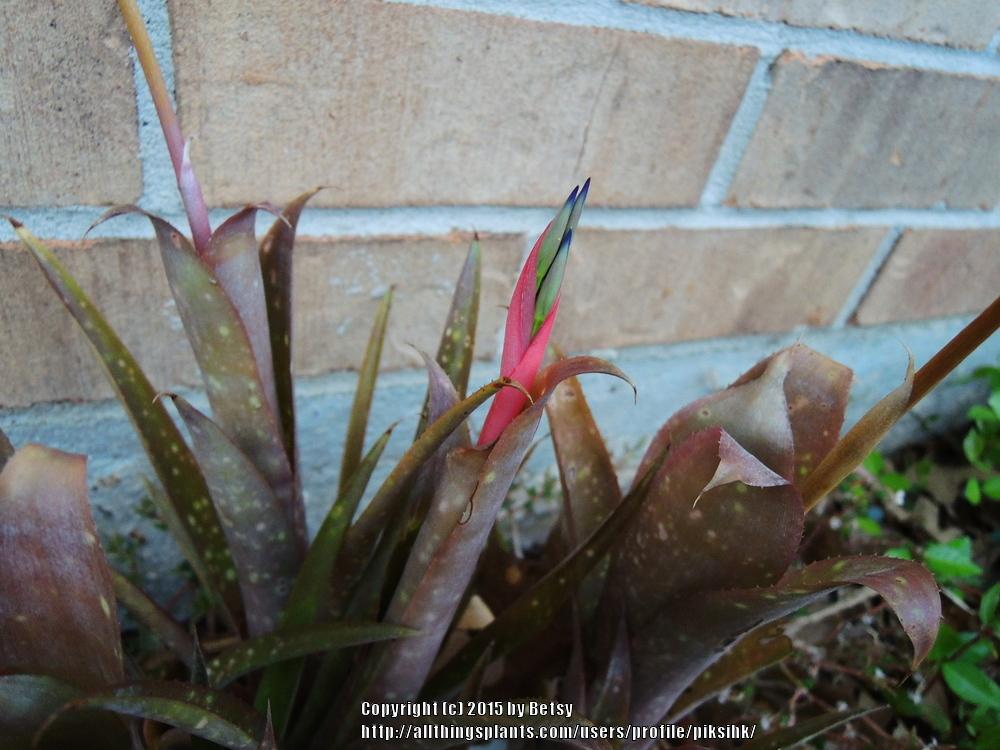 Photo of Queen's Tears (Billbergia nutans) uploaded by piksihk