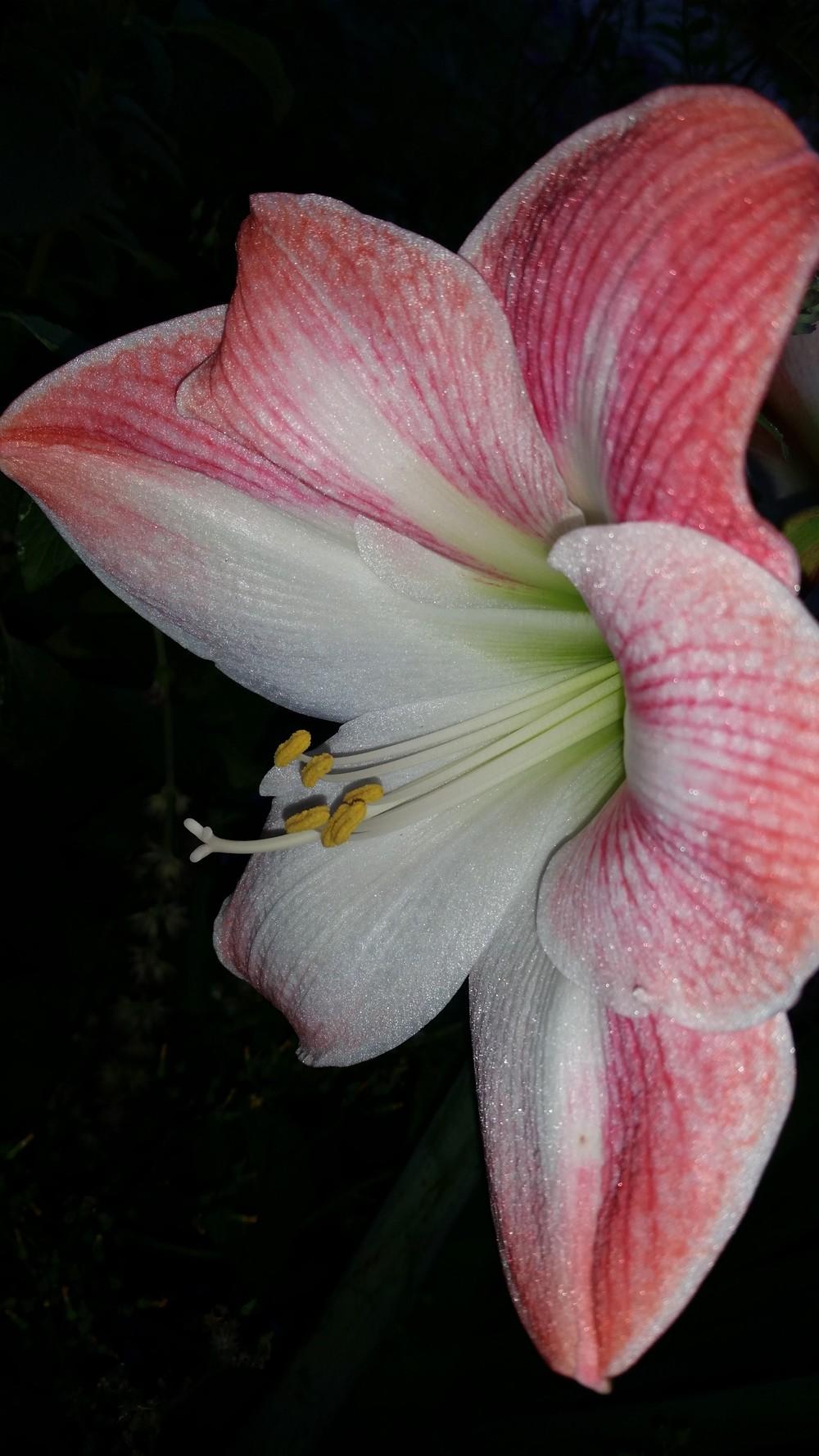 Photo of Amaryllis (Hippeastrum 'Apple Blossom') uploaded by value4dollars