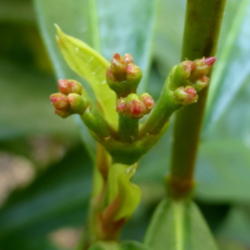 Location: Colima, Colima Mexico (Zone 11)
Date: 2015-04-05
Flame of the Woods (Ixora coccinea) new buds (very small)