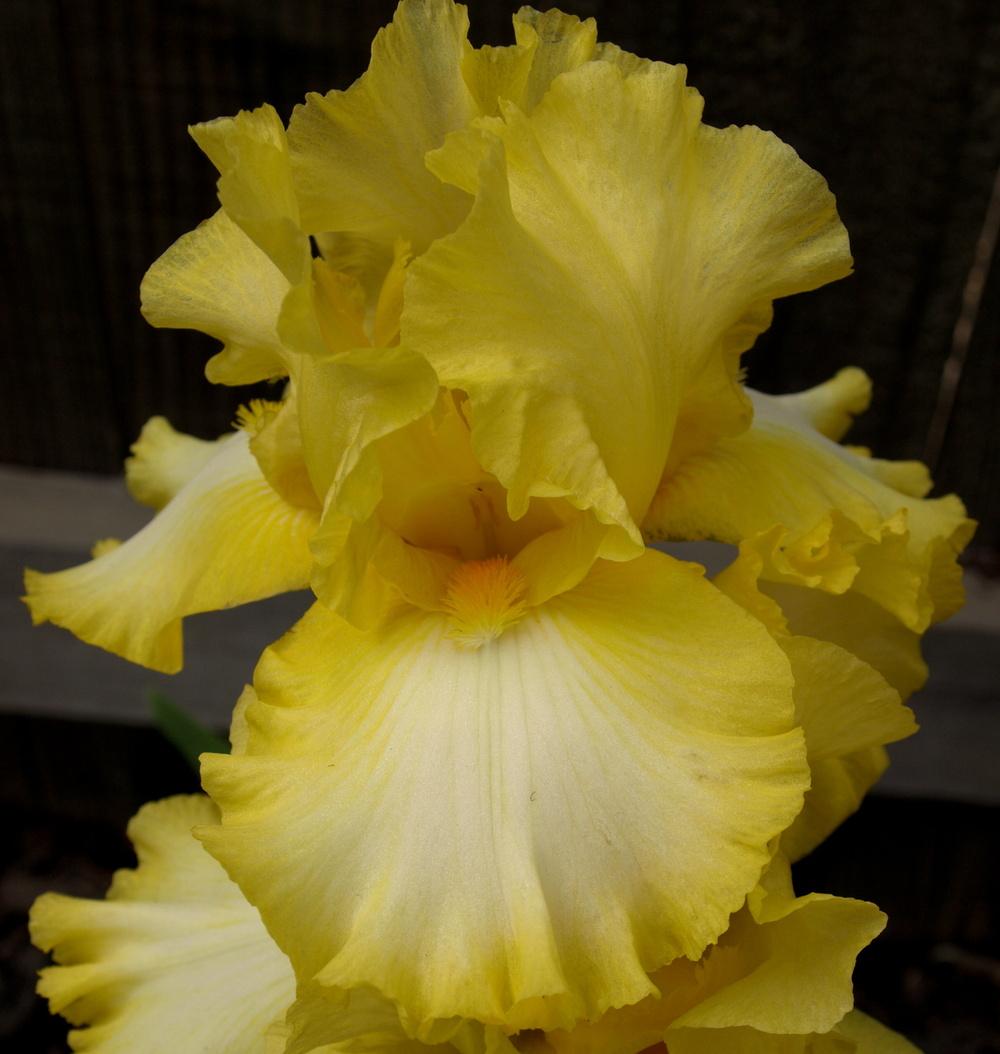 Photo of Tall Bearded Iris (Iris 'Sunmaster') uploaded by Ecograndma
