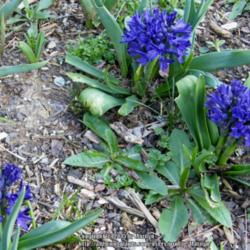 Location: My garden in Kentucky
Date: 2015-04-05
Planted Fall 2013 (in the back yard)