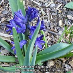 Location: My garden in Kentucky
Date: 2015-04-05
Planted Fall 2013 (in the back yard)