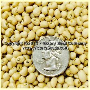 Photo of Cow Pea (Vigna unguiculata 'Lady') uploaded by MikeD