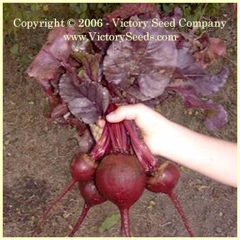 Photo of Beet (Beta vulgaris 'Bull's Blood') uploaded by MikeD